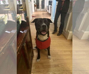 Walton - Male Plott Hound-Unknown Mix Dog for Adoption - Photo #3