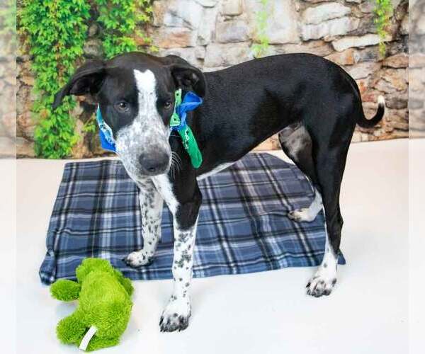 Medium Photo #5 Border Collie-Unknown Mix Puppy For Sale in Kennesaw, GA, USA
