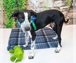Small #4 Border Collie Mix