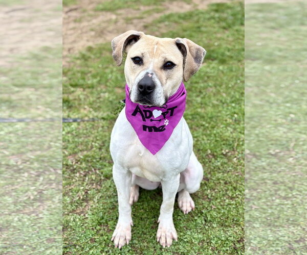 Medium Photo #3 Mutt Puppy For Sale in Spring Lake, NJ, USA