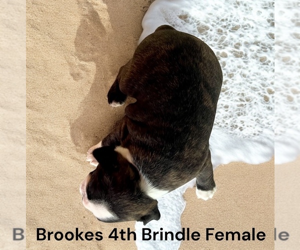 Medium Photo #9 Boston Terrier Puppy For Sale in EWING, KY, USA