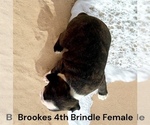 Small #8 Boston Terrier