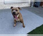 Small #1 American Staffordshire Terrier Mix