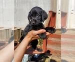 Small Photo #2 Labradoodle-Labrador Retriever Mix Puppy For Sale in HERALD, CA, USA