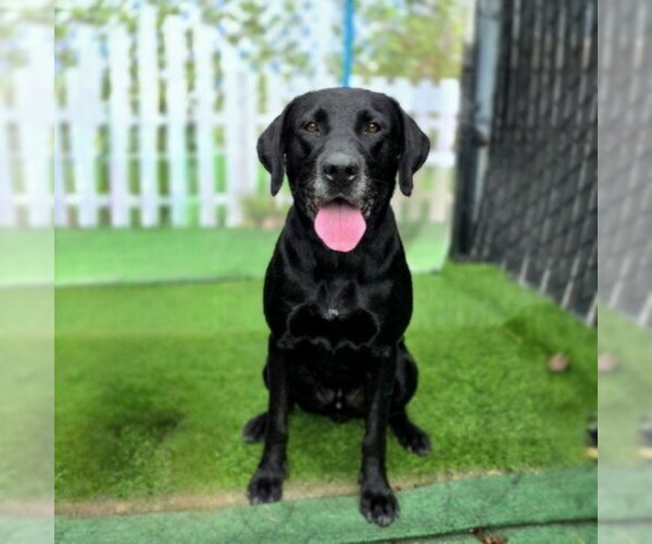 Medium Photo #1 Labrador Retriever Puppy For Sale in Long Beach, CA, USA