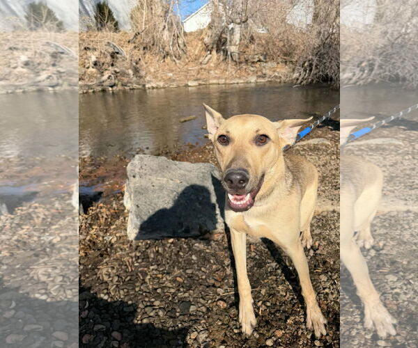 Medium Photo #15 Mutt Puppy For Sale in Sandy, UT, USA