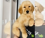 Small Photo #4 Golden Retriever Puppy For Sale in SAN JOSE, CA, USA