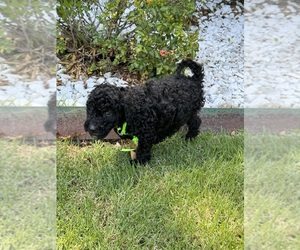 Poodle (Standard) Puppy for Sale in AUBURN, Alabama USA