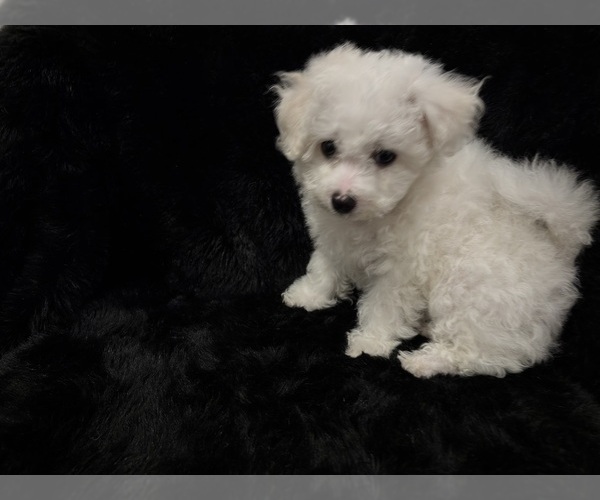 Medium Photo #11 Bichon Frise Puppy For Sale in PELZER, SC, USA
