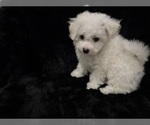 Small #10 Bichon Frise