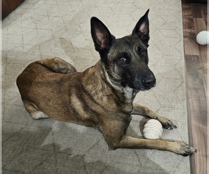 Belgian Malinois Puppy for Sale in DES MOINES, Iowa USA