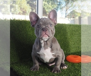 French Bulldog Puppy for sale in RIVERSIDE, CA, USA