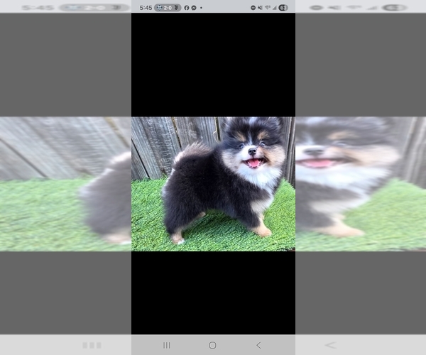 Medium Photo #1 Pomeranian Puppy For Sale in EDINBURG, TX, USA