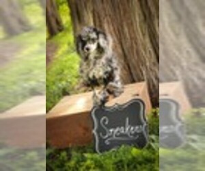 Father of the Sheepadoodle puppies born on 04/30/2019