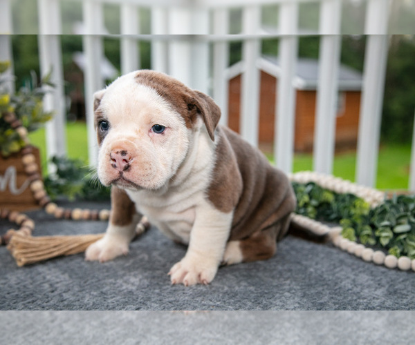 Medium Photo #3 Olde English Bulldogge Puppy For Sale in MERCER, PA, USA