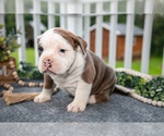 Small #2 Olde English Bulldogge
