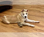 Small Photo #3 American Pit Bull Terrier-Unknown Mix Puppy For Sale in Calhoun, GA, USA