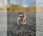 Small #1 Goldendoodle