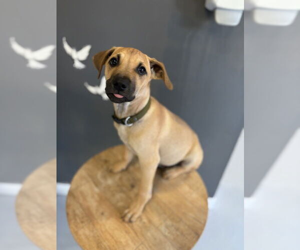 Medium Photo #5 Mutt Puppy For Sale in Studio City, CA, USA