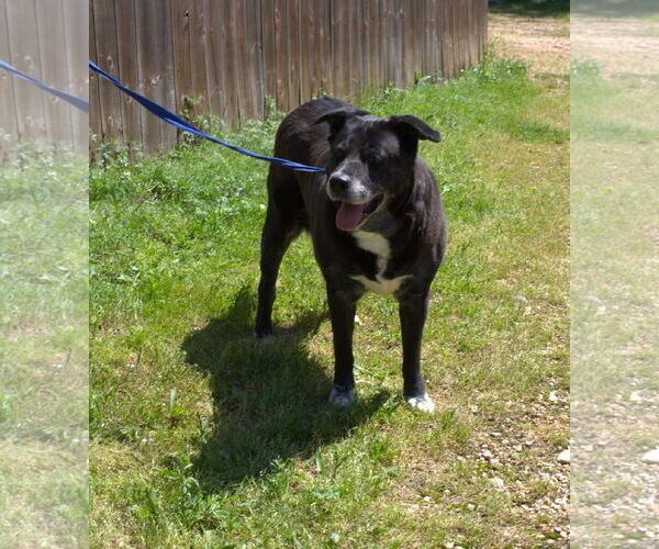Medium Photo #2 Labrador Retriever-Unknown Mix Puppy For Sale in Jackson, MS, USA