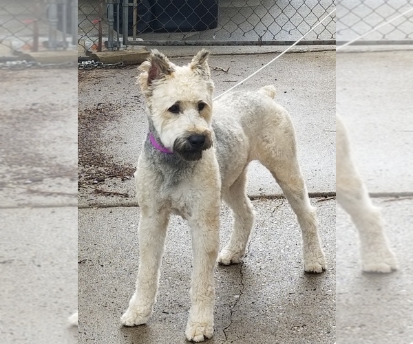 Medium Photo #1 Bouvier Des Flandres Puppy For Sale in SOUTHFIELD, MI, USA