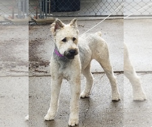 Bouvier Des Flandres Puppy for sale in SOUTHFIELD, MI, USA