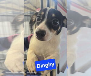 Chiweenie Dogs for adoption in Foristell, MO, USA