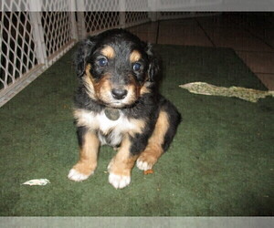 English Shepherd Puppy for sale in LITTLE WASHINGTON, OH, USA