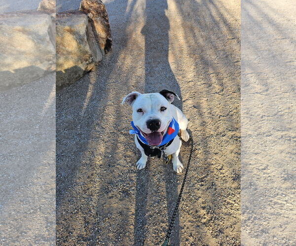 Medium Photo #2 American Pit Bull Terrier-Unknown Mix Puppy For Sale in Chandler, AZ, USA