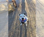 Small #1 American Pit Bull Terrier Mix