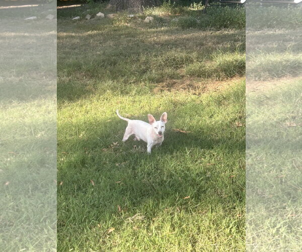 Medium Photo #3 Chihuahua-Unknown Mix Puppy For Sale in Munford, TN, USA