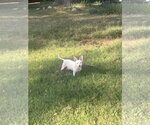 Small Photo #3 Chihuahua-Unknown Mix Puppy For Sale in Munford, TN, USA