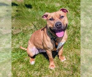 American Staffordshire Terrier-Unknown Mix Dogs for adoption in Akron, OH, USA
