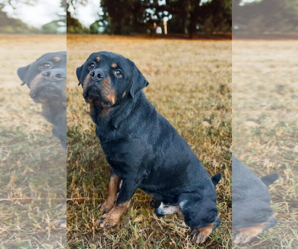 Medium Photo #5 Rottweiler Puppy For Sale in White Hall, AR, USA