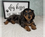 Small #1 Dachshund