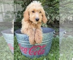 Jace - Male Cockapoo (Miniature) Puppy for Sale - Photo #3