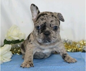 French Bulldog Puppy for sale in FREDERICKSBG, OH, USA