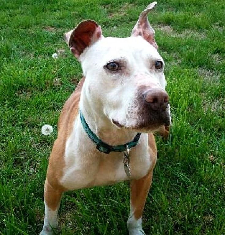 View Ad American Pit Bull Terrier Dog for Adoption, Tennessee