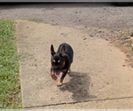 Small #7 French Bulldog