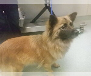 Pomeranian-Unknown Mix Dogs for adoption in Oroville, CA, USA