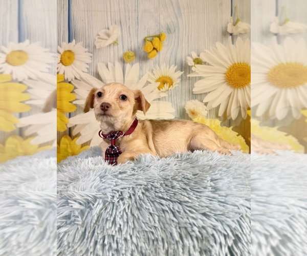 Medium Photo #5 Yorkiepoo mix (+ Poodle Toy) Puppy For Sale in RIPLEY, MS, USA