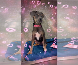 Ferris - Male Chihuahua Dog for Adoption - Photo #7