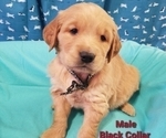 Small Photo #5 Golden Retriever Puppy For Sale in SACRAMENTO, CA, USA