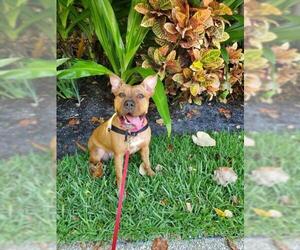 American Pit Bull Terrier Dogs for adoption in Vero Beach, FL, USA