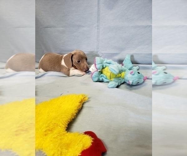 Medium Photo #3 Dachshund Puppy For Sale in RICHMOND, TX, USA