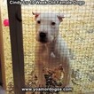 Small Photo #93 Dogo Argentino Puppy For Sale in PINEVILLE, MO, USA