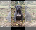 Small Photo #9 American Bully Puppy For Sale in TEXARKANA, TX, USA