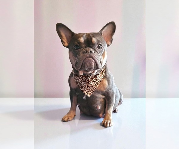 Medium Photo #1 French Bulldog Puppy For Sale in GRAND PRAIRIE, TX, USA