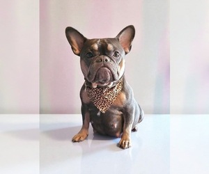 Mother of the French Bulldog puppies born on 11/10/2025