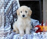 Small Photo #4 Goldendoodle (Miniature) Puppy For Sale in ELIZABETHVILLE, PA, USA